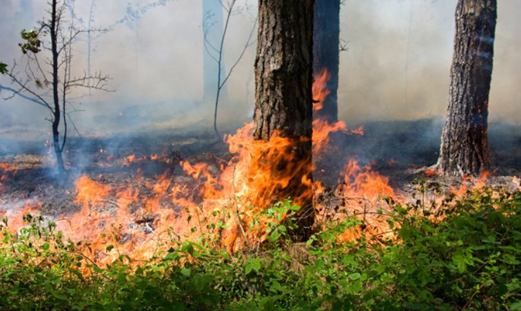 Уряд вимагає посилити відповідальність для паліїв сухої трави