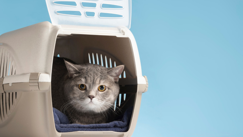 Как получить разрешение на проживание в местах временного поселения вместе с домашними животными – что делать