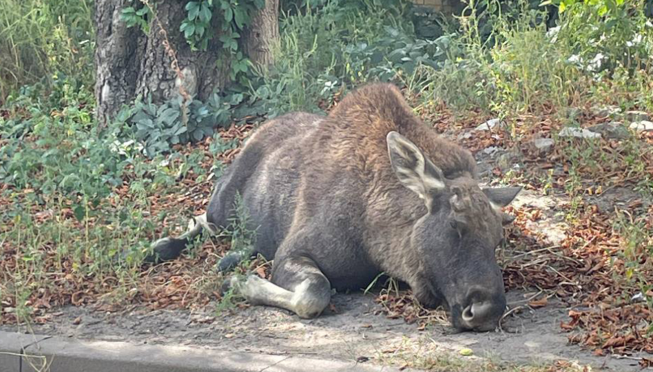 Лося, який заблукав між будинками в Києві, повернули додому