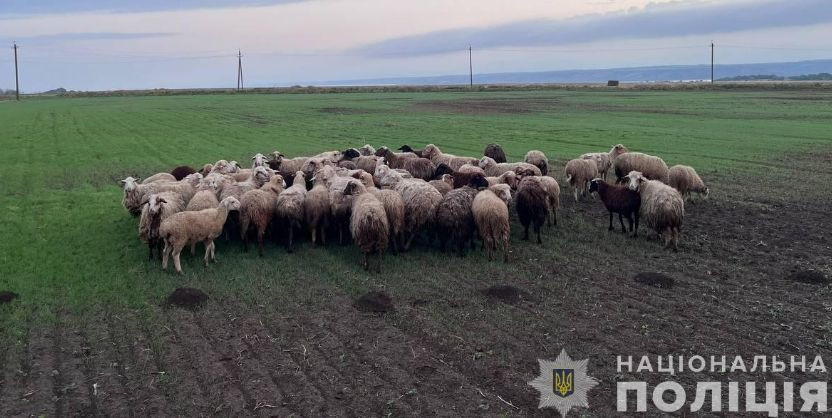 Дерзкое ограбление — в Одесской области двое мужчин за день похитили более сотни овец