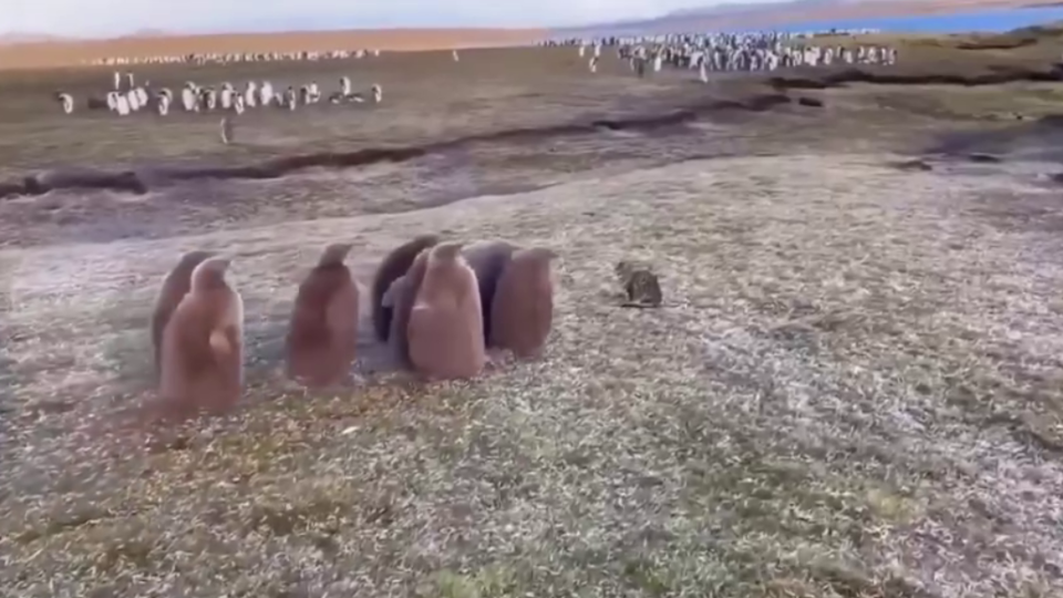 Птенцы королевского пингвина впервые увидели кошку — видео трогательного знакомства