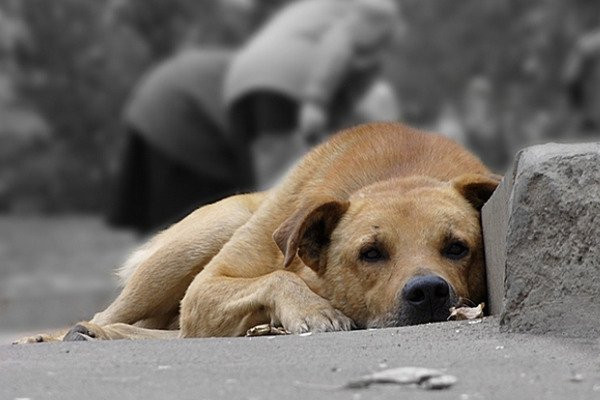 У застосунку Київ Цифровий запустили новий сервіс, який допоможе знайти дім для тварин