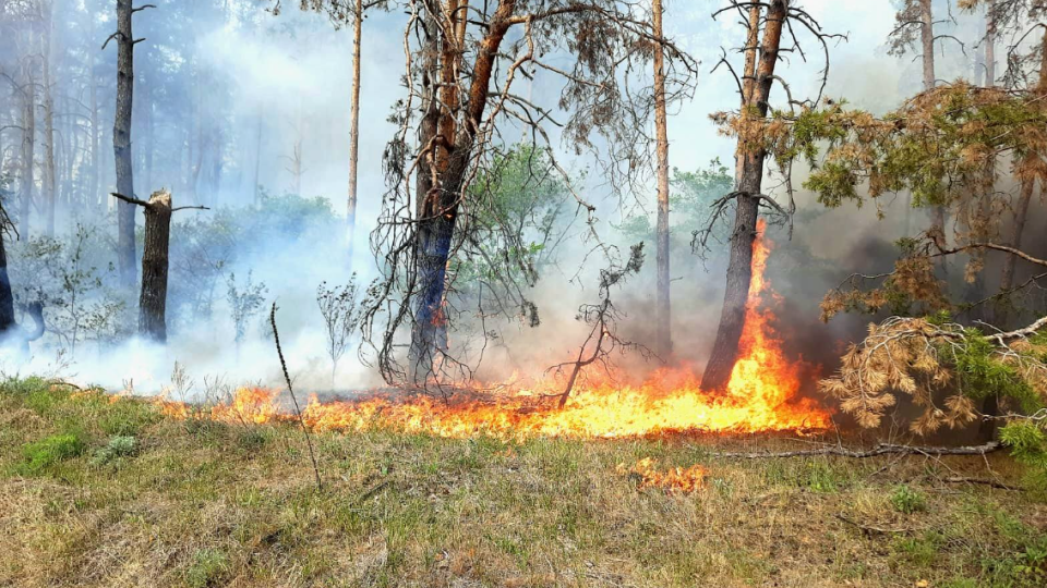 На Харківщині спалахнула лісова пожежа — детонують російські боєприпаси, влада готує евакуацію