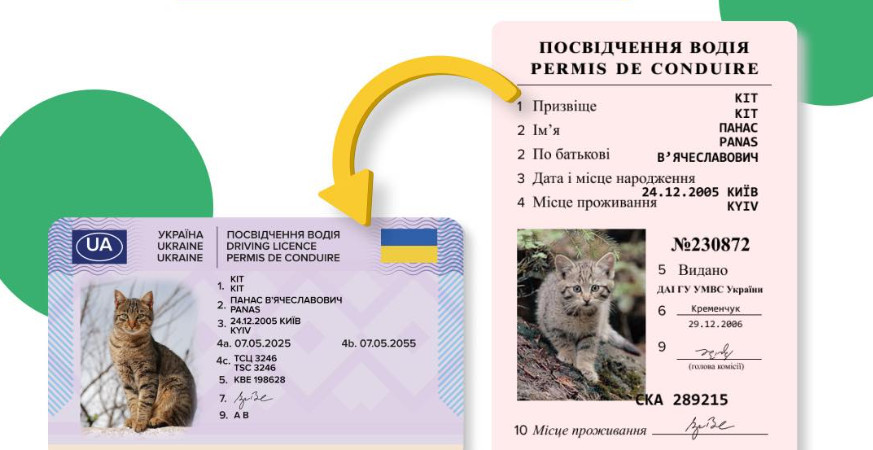 Сервисный центр МВД объяснил, почему водительское удостоверение не отображается в Кабинете водителя и в Дії
