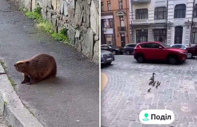 На Подоле утка с малышами, а на Харьковской бобер вышли в люди – видео