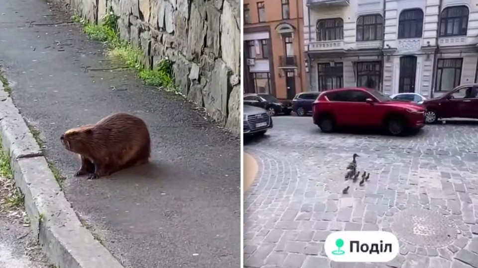 На Подоле утка с малышами, а на Харьковской бобер вышли в люди – видео