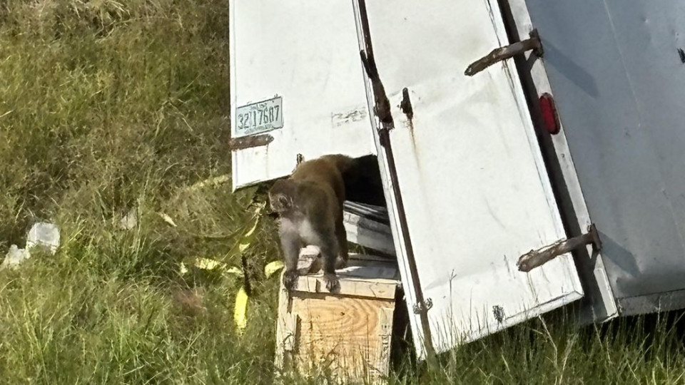 У США після ДТП втекли лабораторні мавпи — поліція попередила про ризик зараження вірусами