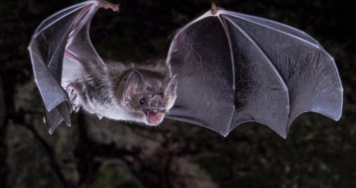 У Латинській Америці виявили новий коронавірус у кажанів – що відомо