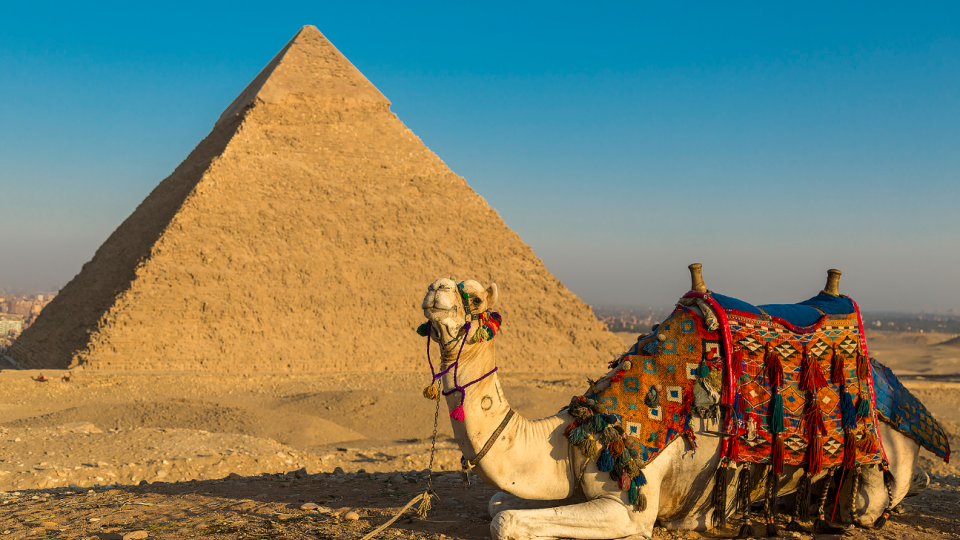 В Египте лошадей и верблюдов, катающих туристов у пирамид Гизы, заставляют работать до смерти — расследование