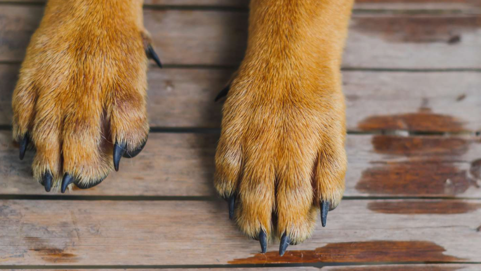 В Одесской области мужчина выстрелил в собаку соседа из ружья и вывез тело в мешке — животное погибло