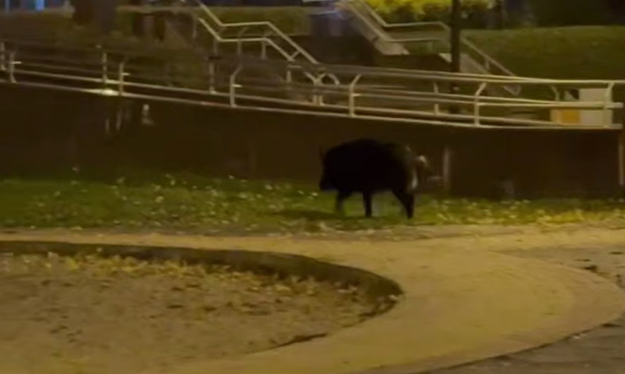 В Киеве посреди парка заметили дикого кабана, видео