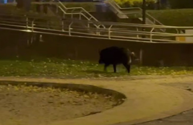 У Києві посеред парку помітили дикого кабана, відео