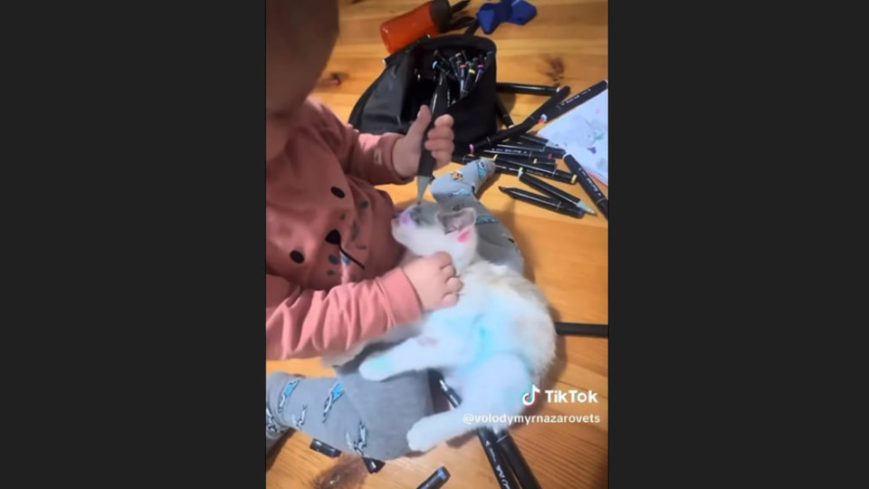 Во Львове дочь медика разрисовала кота фломастерами – за дело взялась полиция