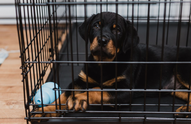 Конфискация животных сквозь призму административного права