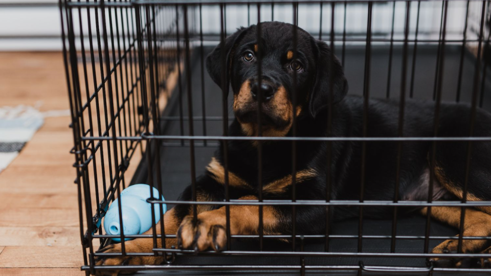 Конфискация животных сквозь призму административного права