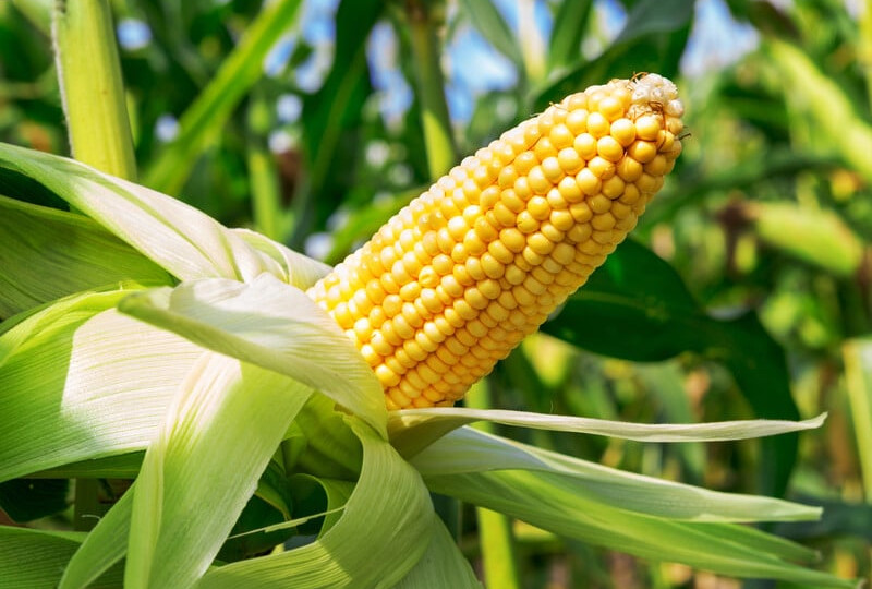 На Тернопільщині жінка вкрала 115 кг кукурудзи — як її покарали