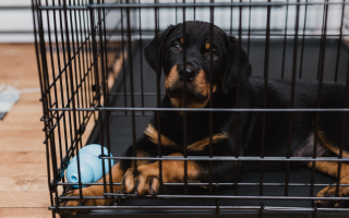 Конфіскація тварин крізь призму адміністративного права