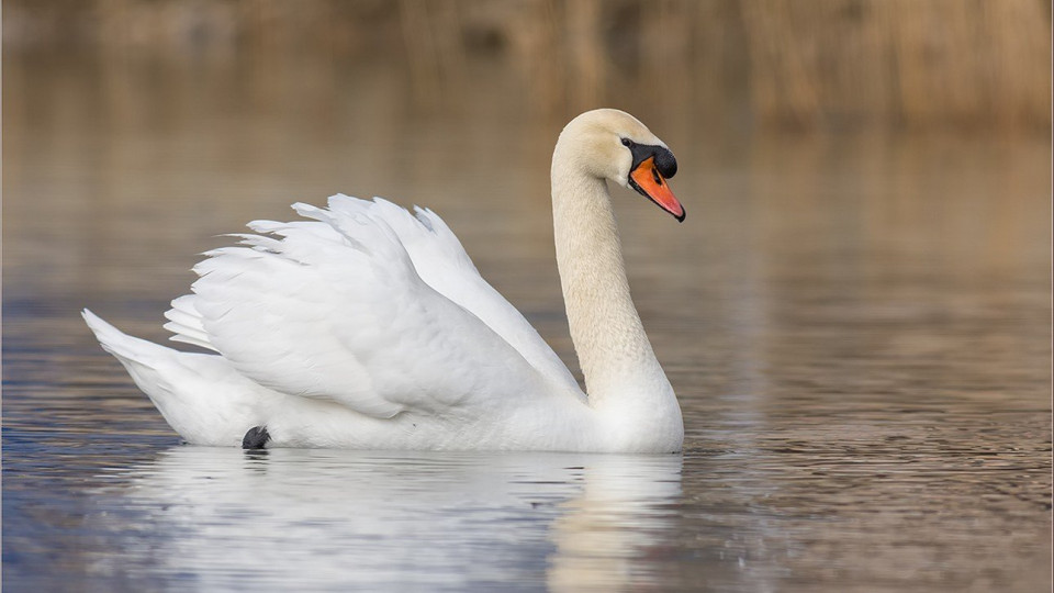 В Борисполе обнаружили птичий грипп у диких лебедей – на территории ввели карантин
