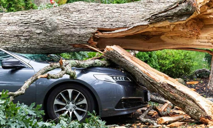Суд не увидел вины лесхоза в падении дерева на авто и отказал в компенсации