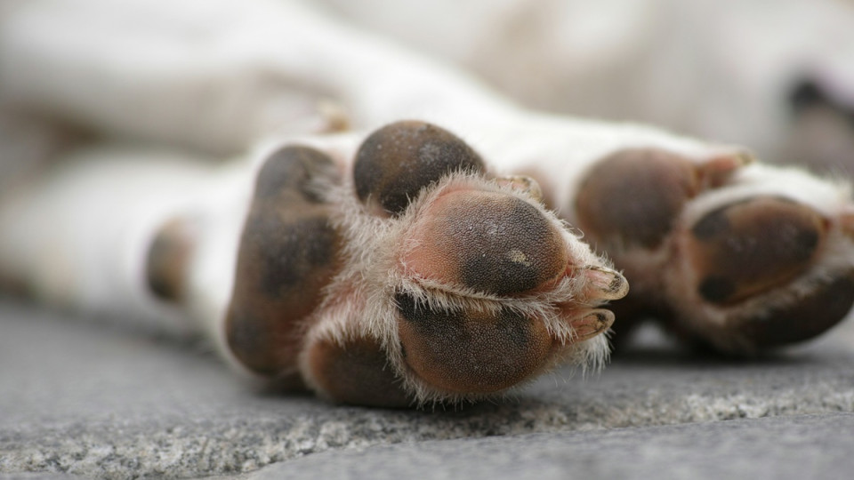 Жінку затримали, а її собака помер у закритому авто — поліцію судять за смерть тварини