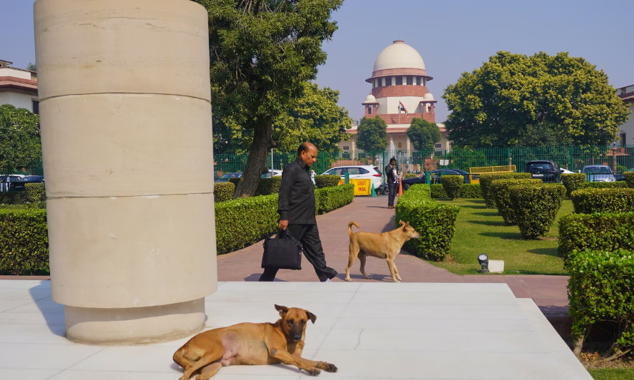 Верховный суд Индии приказал изъять бездомных собак из общественных мест