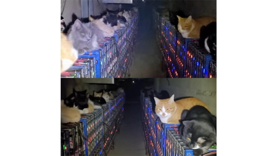 Коти проти майнерів: у Китаї тварини зупинили роботу криптоферми