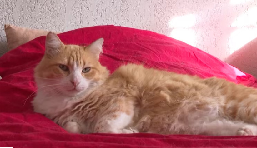 Во Франции суд запретил женщине выпускать кота на улицу