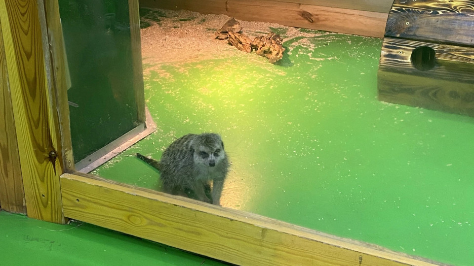 Верховний Суд відмовив UAnimals у відкритті касаційного провадження у справі «Звірополісу»