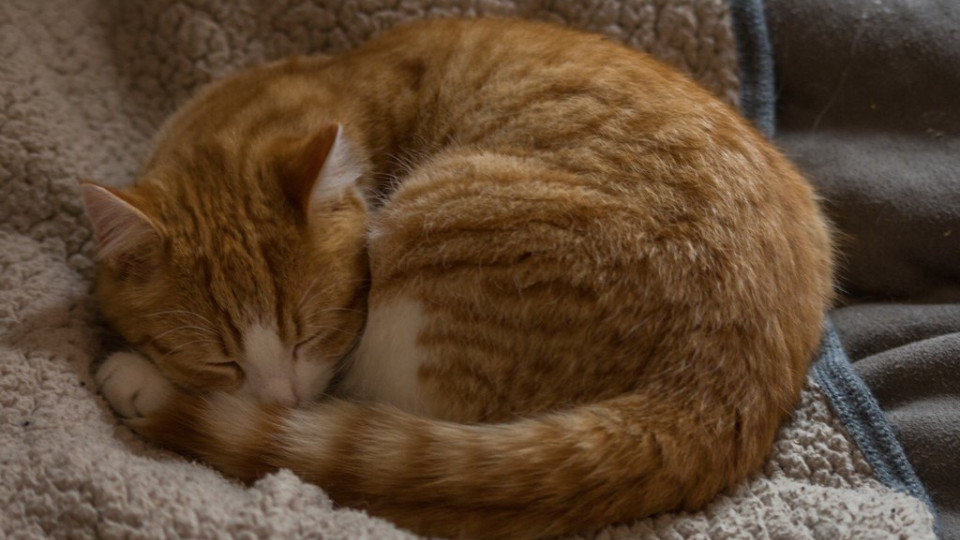 На Сумщине суд наказал мужчину, который жестоко избил кошку после конфликта с соседями