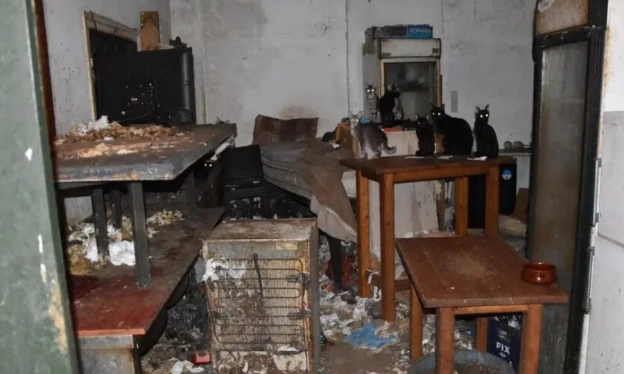 Мужчину оштрафовали на 1,7 млн евро и отправили в тюрьму за то, что он держал под замком 58 кошек