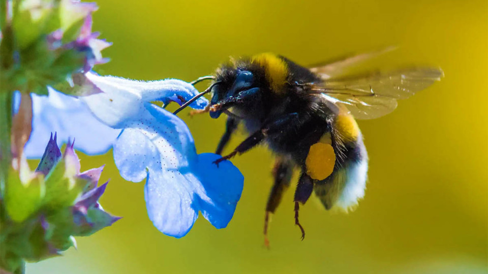 Джмелі можуть розуміти азбуку Морзе: науковці приголомшили відкриттям