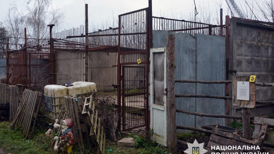 Побег двух львиц в Хмельницком: руководителю частного зооуголка сообщили о подозрении