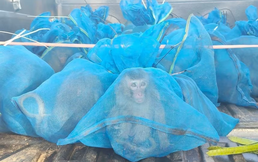 В Таиланде задержали контрабандистов обезьян – более 80 животных в мешках изъяли из пикапа