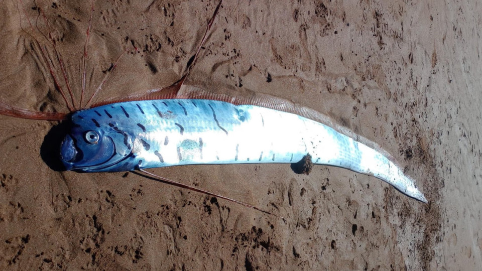 На австралийском побережье нашли гигантского «вестника беды»