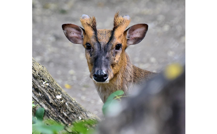 У КиевЗоо рассказали о состоянии оленя мунтжака, который получил ранения во время атаки на Киев